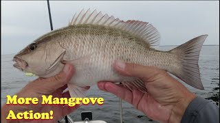 How to Catch Mangroves in Fast Moving Tide Under the Skyway Bridge.