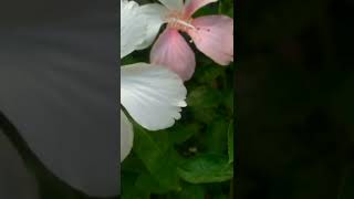 beautiful white hibiscus flower in two colors 🌼🌺