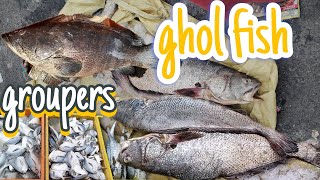 GHOL FISH || NIGHT FISHING || malpe