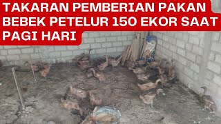 RUTINITAS SETIAP PAGI DALAM PERAWATAN BEBEK PETELUR