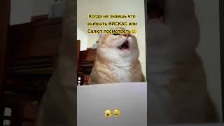 Когда не знаешь что выбрать! #котик #вискас #салютнановыйгод