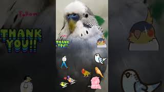 Cute sweet budgie blinking eyes 👀😍♥️♥️♥️ #shorts #youtubeshorts