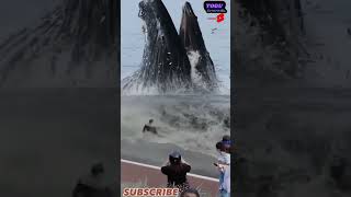 Omg sea monster #whale #toguofficial #scary #ocean #orca #animals #toguchannel #travel #cruiselovers