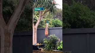 #sbyshorts #peacock #bird #shortvideo