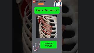 Identify the Muscle of upper limb quiz #anatomy #humananatomy #upperlimuscles