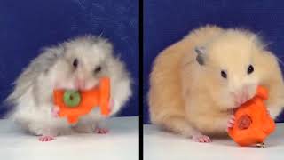 Two Cute Hamsters in Heart shaped Maze   Hamster Race