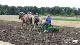 Virtual Archive of Draft Animals in the 21st century - Dale Stoltzfus (USA) on Amish way of farming