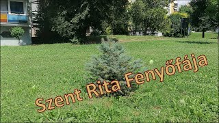 Szent Rita Fenyőfája