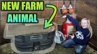 GETTING CHICKENS FOR THE FARM!!!