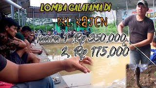 Mancing Galatama || catfish fishing competition