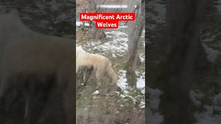 Arctic Wolves! Rare sightings at Magnetic Hill Zoo~New Brunswick Canada #wildanimals #zoo