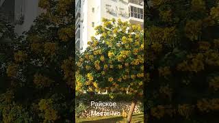 Райское местечко#shortsvideo #naturebeauty #деревья #ashdod