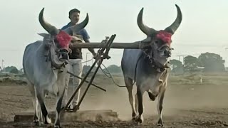 vadhiyara balad ni moj//કાંકરેજ બળદ//son_of_farmers_07