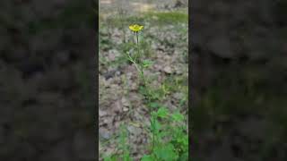 La Benoîte, la Plante Anti Sorcières 🧙‍♂️ - Wood avens, the Anti-Witch Plant 🧙‍♂️