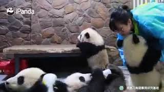 Panda 熊貓寶寶