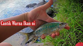 Ikan Makan Tepung Biji Getah