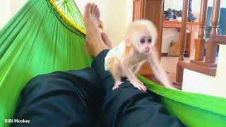 Dad takes care of cute little monkey Bibi