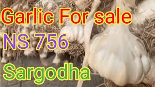 Garlic  NS 756 good quality  For sale |Lehsen current rate in market |Murad Ali Rehmani