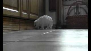 Whoopie, fetter Porsche! 8 Wochen alter West Highland White Terrier