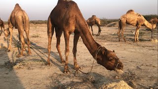 Camel Pakistani  feeding the camels 🐪 🇵🇰 It's a very beautiful camel #gulfcamel  #camel