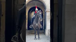 king's guard horses #shorts #horses #royalguard