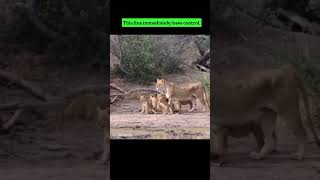 Black Mamba bites lion