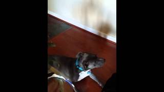 Dog reacts to youtube dog howls