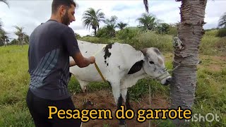 ganho de peso de 2 garrotes no semi confinamento com proteinado de baixo custo