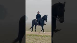 #foryou #capcut #nocopyrightmusic #subscribe #likeforlikes #viralvideo #pakistan #horse #india