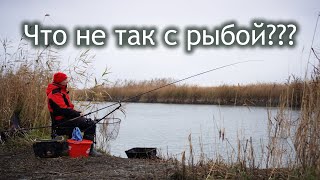 Хотели повторить УСПЕХ. Но у рыбы были ДРУГИЕ планы