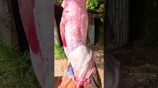 Have You Seen This Fish? 😱 World Master Fish Cutting Skills 10kg Eeel Fish Cutting #shorts