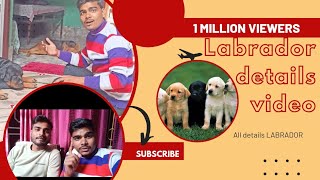 Labrador Full Detail Video||LABRADOR Quality Check #dog #trending