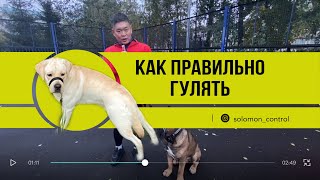 3 правила выгула собак | как выгуливать собаку | Контроллер СОЛОМОН 3в1