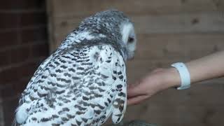 Совёнок 🦉 Просто милое видео отношений Букли с той, кто ее вырастила!