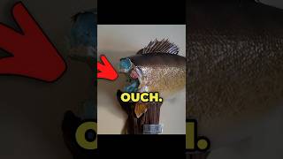 This DOG ate WHAT?!? #Walleye #walleyefishing #fishing #shorts