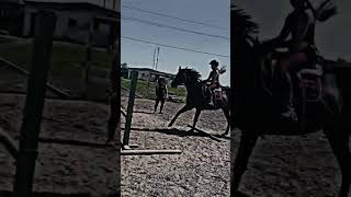 Прыгнула 65!#эдит #лошади #horse #конныйспорт #хочуврек #рекомендации #конкур #shorts