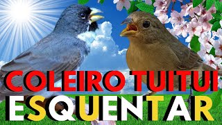 Canto de coleiro tui tui  💥 Coleiro tui tui cantando 💥  💥Coleiro tui-tui 💥Coleiro tui-tui