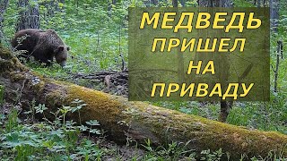 Медведь пришел на приваду. Дикая природа Башкирии.