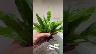 Java Fern Aquarium Plant 🌱