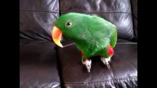 Eclectus Tricks