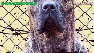 "10 Dog Breeds That Can Take on the Cane Corso Challenge" #DogBreedShowdown #CaneCorsoVsTheWorld