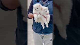 Toypom #ghawarvlogz #viral #shorts