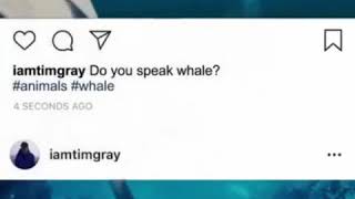 Do you speak whale 🐋 | Augmented reality animal