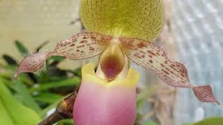 British Orchid Council