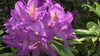 Sommer im botanischen Garten, Rombergpark Dortmund 2021 4k