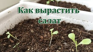 SALAD - how to plant and grow salad at home