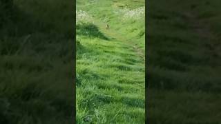 Fox Runs Away