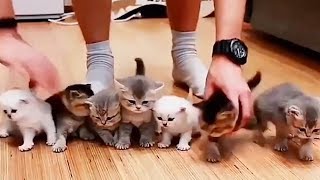 Cute Funny Kittens Compilation - Baby Cats - HD