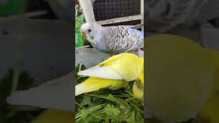 Love Birds Food | Budgies food | By akshimokshi8415