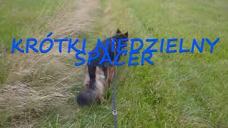 Krótki niedzielny spacer🐕‍🦺👣